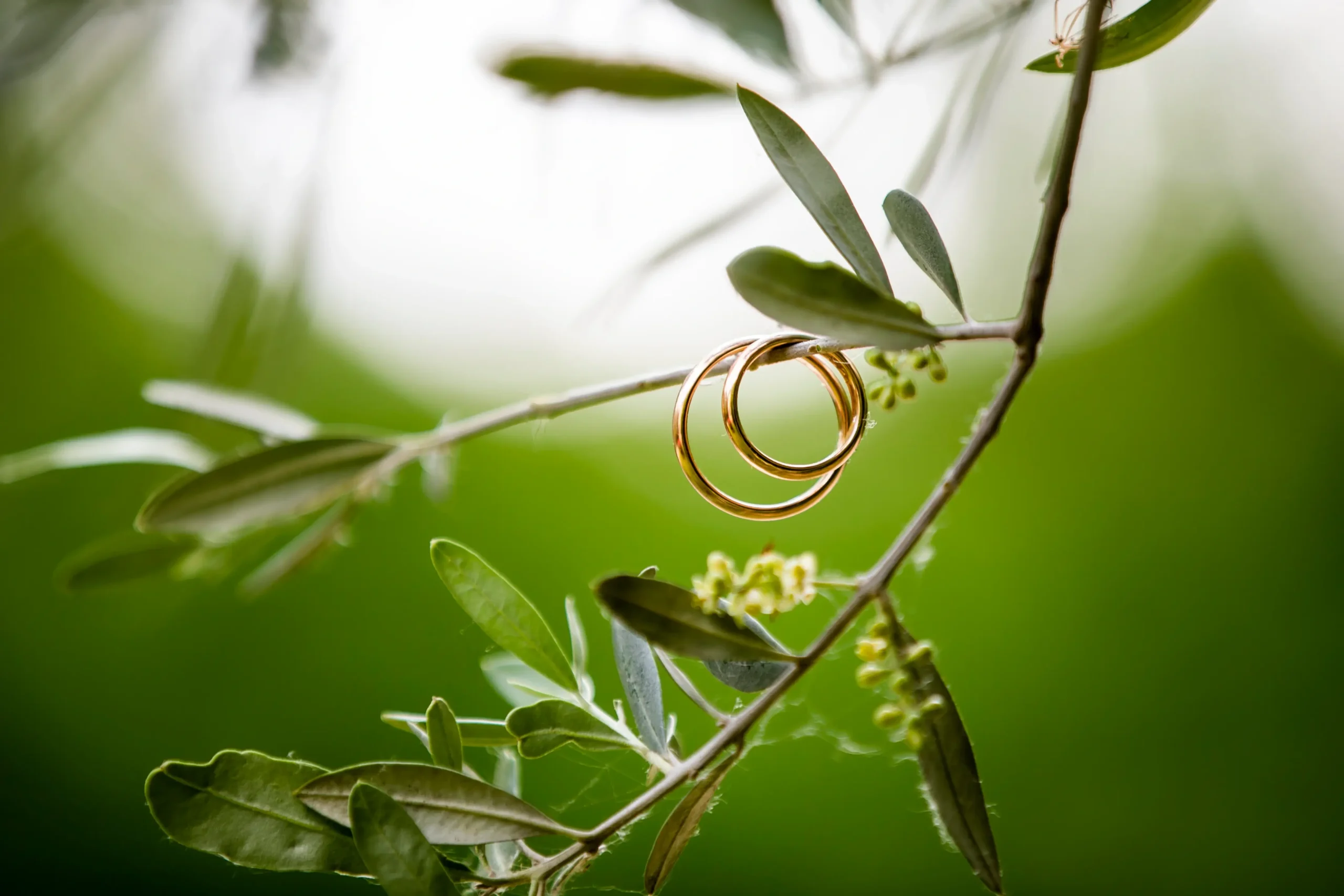 Primo piano macro di due fedi nuziali in oro giallo o bianco, appese a un piccolo ramoscello o a un rametto verde. Lo sfondo è un gradevole effetto bokeh di tonalità verde sfocato, che evoca la natura